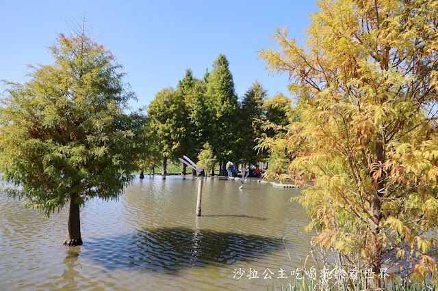 台中落羽松.后里泰安落羽松秘境『羽粼落羽松』裝置藝術像走到畫裡