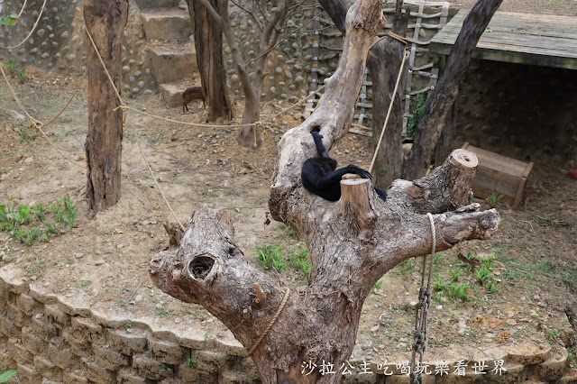 全台最老動物園『新竹動物園』全新打造沒有籠子友善動物園/新竹景點