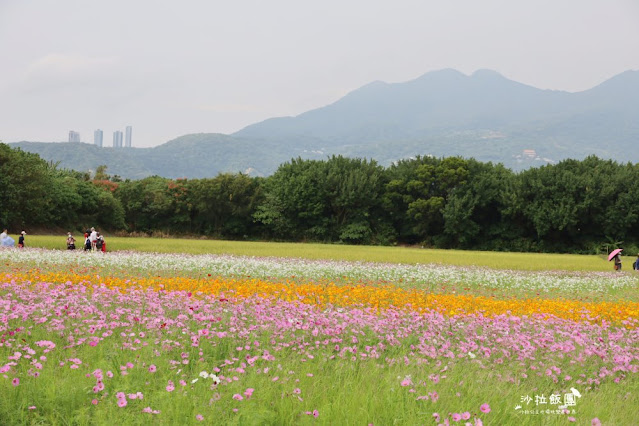 免費入場【2021愛戀關渡花現幸福】5公頃大片花海，北投景點