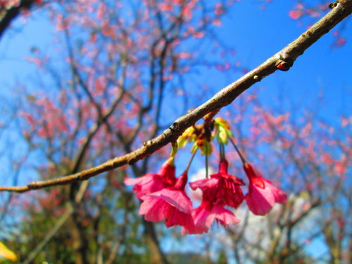 我的秘密花園&平等里賞櫻【平菁街42巷】