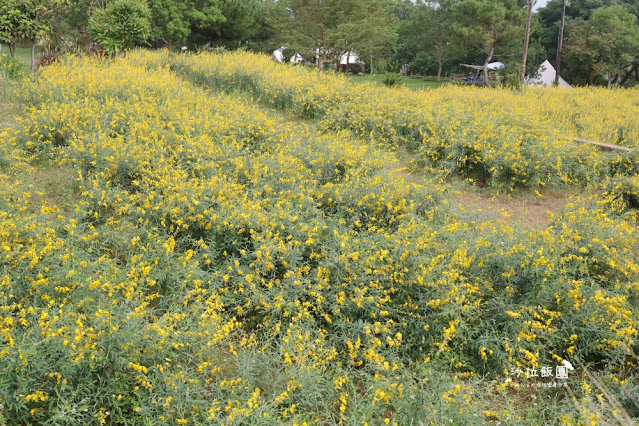 苗栗杭菊最新花況銅鑼杭菊、九湖休閒農場