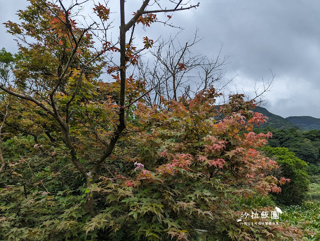 竹子湖土雞『苗榜海芋花園餐廳』繡球花、海芋、土雞