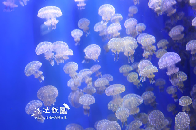 全台最頂級夜宿水族館！桃園和逸Blu Night宿海奇遇》Xpark住一晚