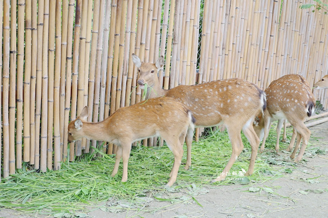 花蓮日式庭園景觀『張家的樹園』餵動物梅花鹿、草泥馬