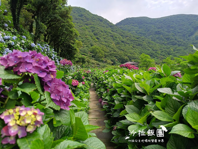 竹子湖繡球花『名陽匍休閒農莊』海芋、繡球花一起賞