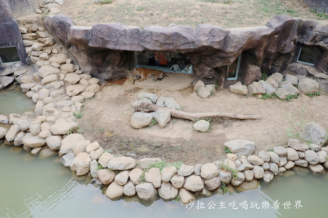 全台最老動物園『新竹動物園』全新打造沒有籠子友善動物園/新竹景點