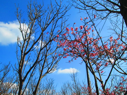 我的秘密花園&平等里賞櫻【平菁街42巷】