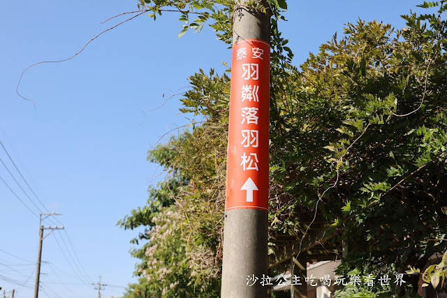 台中落羽松.后里泰安落羽松秘境『羽粼落羽松』裝置藝術像走到畫裡