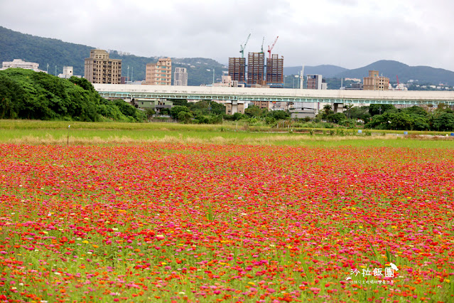 【免費入場】北投景點關渡花海2022愛戀關渡，花現幸福