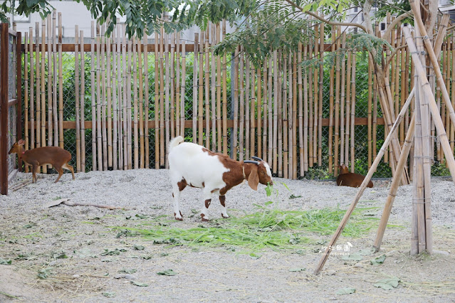 花蓮日式庭園景觀『張家的樹園』餵動物梅花鹿、草泥馬