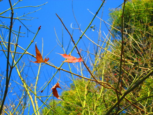 我的秘密花園&平等里賞櫻【平菁街42巷】