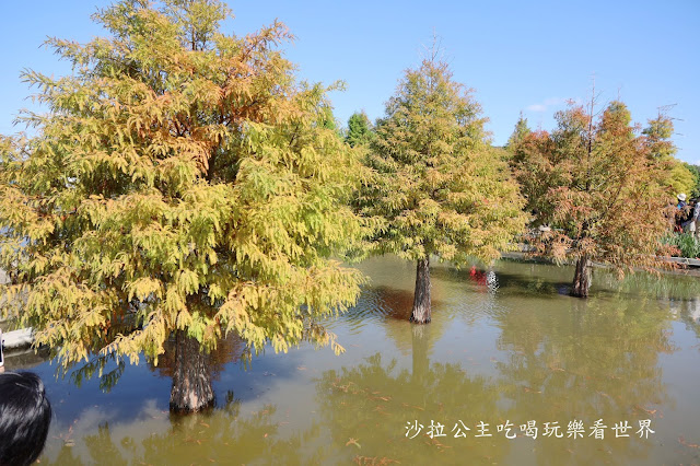 台中落羽松.后里泰安落羽松秘境『羽粼落羽松』裝置藝術像走到畫裡