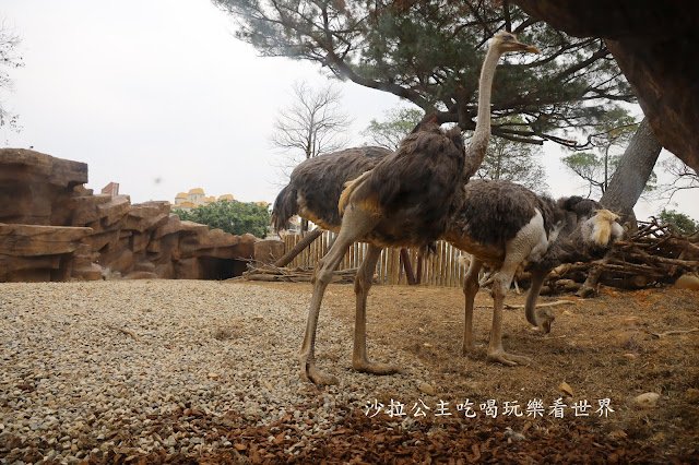 全台最老動物園『新竹動物園』全新打造沒有籠子友善動物園/新竹景點