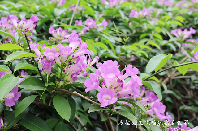 新竹竹北景點免門票『新瓦屋客家文化保存區』文青打卡景點