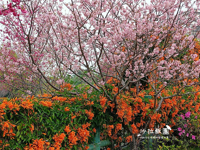 鶯歌景點『鶯歌永吉公園』炮仗花、3D步道、迴旋溜滑梯特色公園