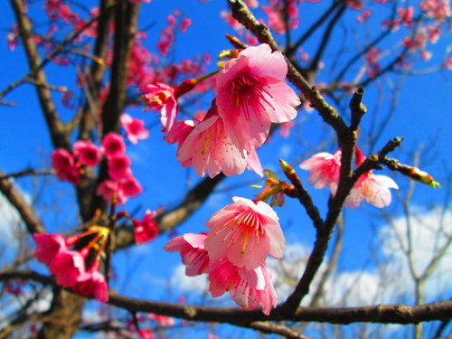 我的秘密花園&平等里賞櫻【平菁街42巷】