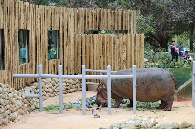 全台最老動物園『新竹動物園』全新打造沒有籠子友善動物園/新竹景點