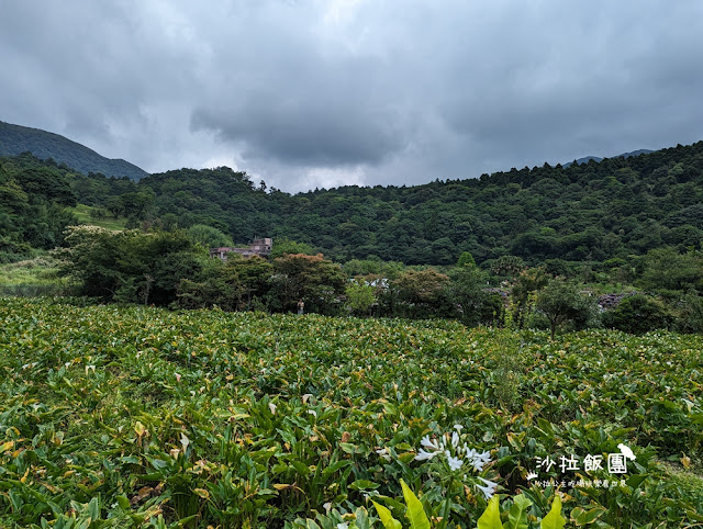 竹子湖土雞『苗榜海芋花園餐廳』繡球花、海芋、土雞