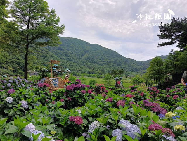 竹子湖繡球花『名陽匍休閒農莊』海芋、繡球花一起賞