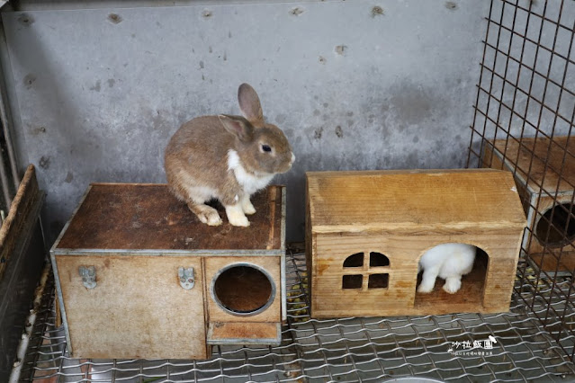 宜蘭景點『宜農牧場』門票100元、餵動物體驗、遊具、親子農場