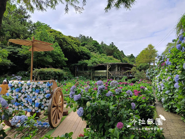 竹子湖繡球花『名陽匍休閒農莊』海芋、繡球花一起賞