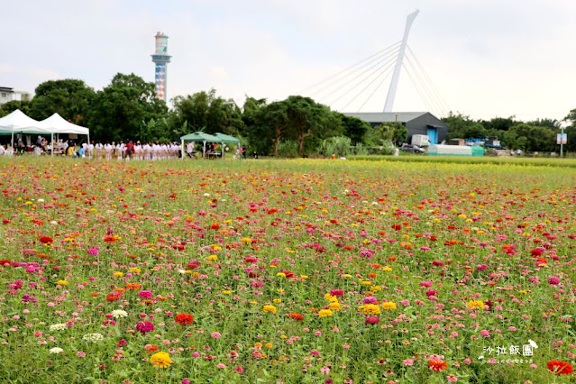 免費入場【2021愛戀關渡花現幸福】5公頃大片花海，北投景點