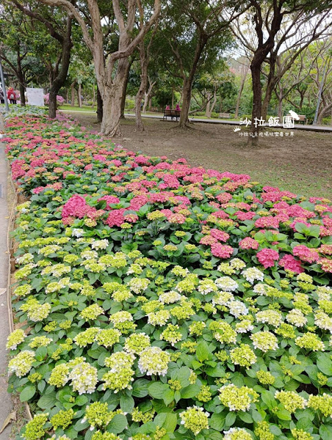 大安森林公園杜鵑花季、繡球花、鋼彈機器人