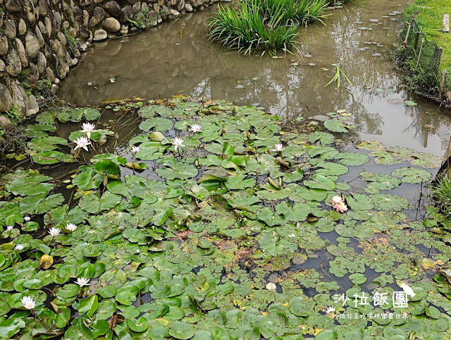 鶯歌景點『鶯歌永吉公園』炮仗花、3D步道、迴旋溜滑梯特色公園