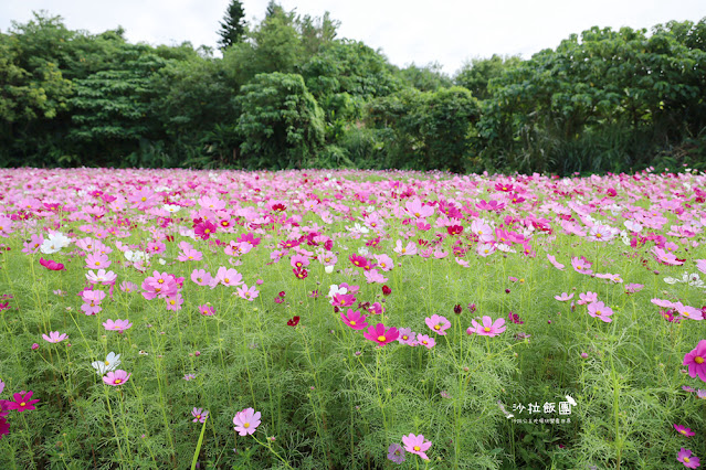 【免費入場】北投景點關渡花海2022愛戀關渡，花現幸福