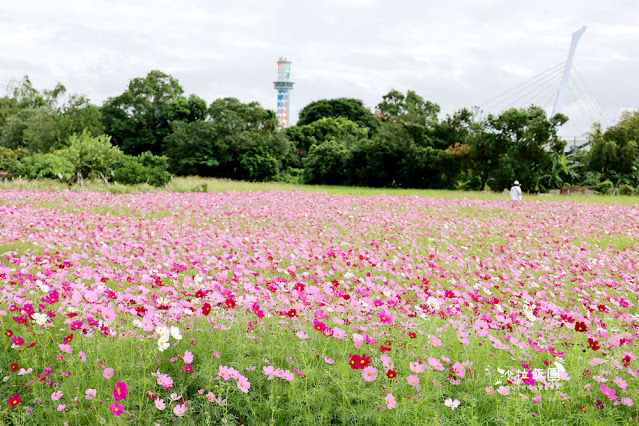 【免費入場】北投景點關渡花海2022愛戀關渡，花現幸福