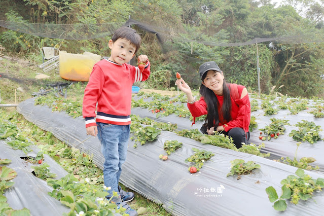 苗栗大湖草莓園推薦『最後一家得草莓園』超大奶油草莓人見人愛