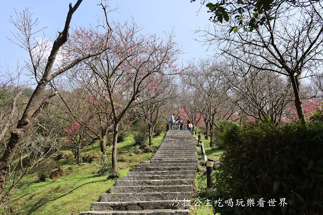 台北景點『陽明公園』陽明山花季/北投景點/櫻花季