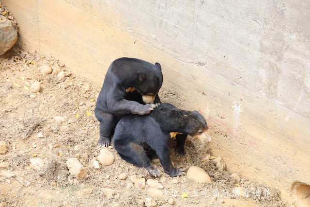 全台最老動物園『新竹動物園』全新打造沒有籠子友善動物園/新竹景點