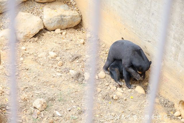 全台最老動物園『新竹動物園』全新打造沒有籠子友善動物園/新竹景點