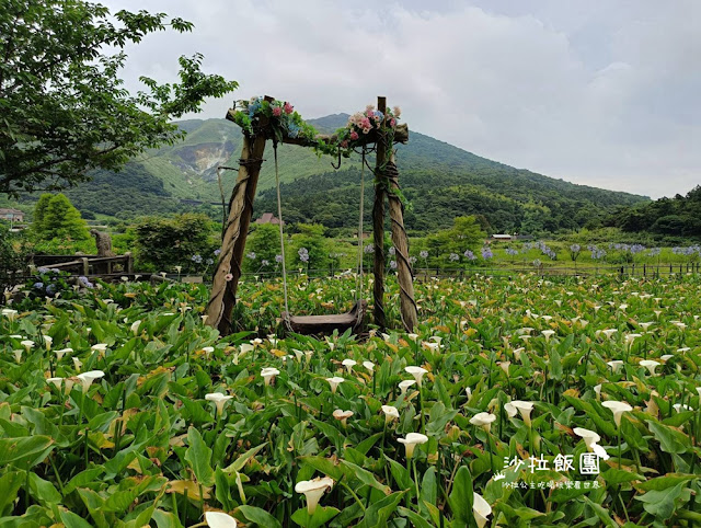 竹子湖繡球花『名陽匍休閒農莊』海芋、繡球花一起賞