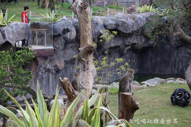 全台最老動物園『新竹動物園』全新打造沒有籠子友善動物園/新竹景點