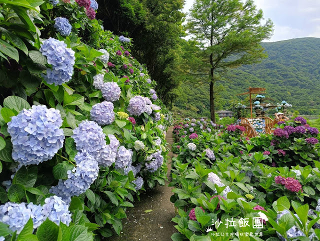 竹子湖繡球花『名陽匍休閒農莊』海芋、繡球花一起賞