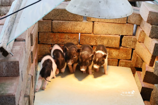 宜蘭景點『宜農牧場』門票100元、餵動物體驗、遊具、親子農場