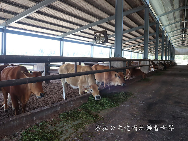 金門必吃美食/唯一在地養殖『良金牧場(貞節牌坊店)』牛肉麵/霜淇淋無限供應/金門必買伴手禮牛肉乾