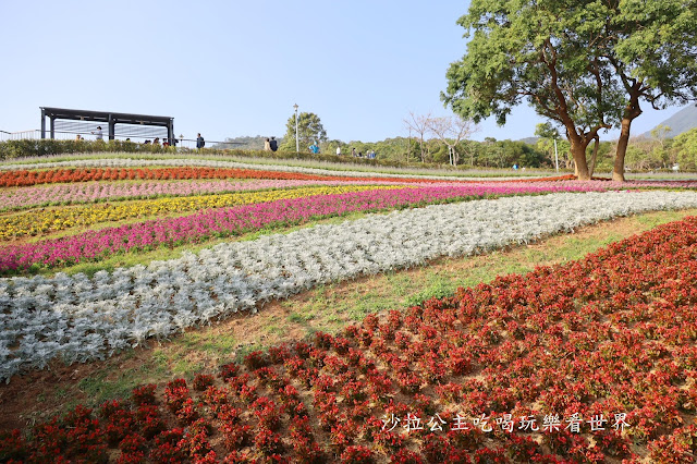 加碼鬱金香/迷你台版富良野『北投社三層崎公園』紫色薰衣草／北投景點