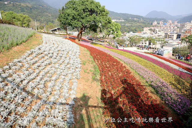 加碼鬱金香/迷你台版富良野『北投社三層崎公園』紫色薰衣草／北投景點