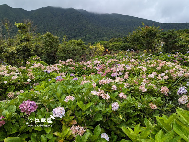 竹子湖土雞『苗榜海芋花園餐廳』繡球花、海芋、土雞