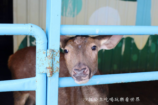 宜蘭礁溪景點『水鹿咖啡親子餐廳』迷你馬.水鹿.沙坑.小火車.賽車場.菜單