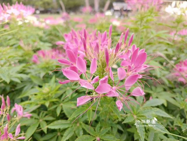 大安森林公園杜鵑花季、繡球花、鋼彈機器人