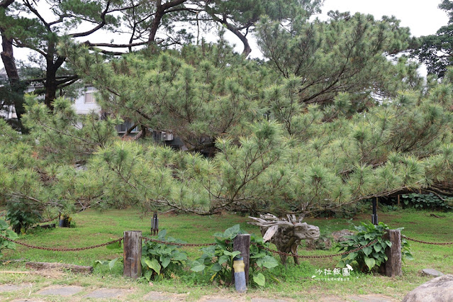 花蓮景點『松園別館』、免費景點『臥松園區』百年松林