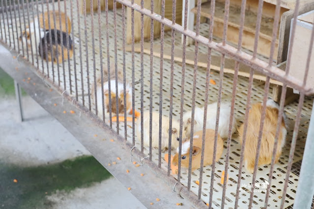 宜蘭景點『宜農牧場』門票100元、餵動物體驗、遊具、親子農場