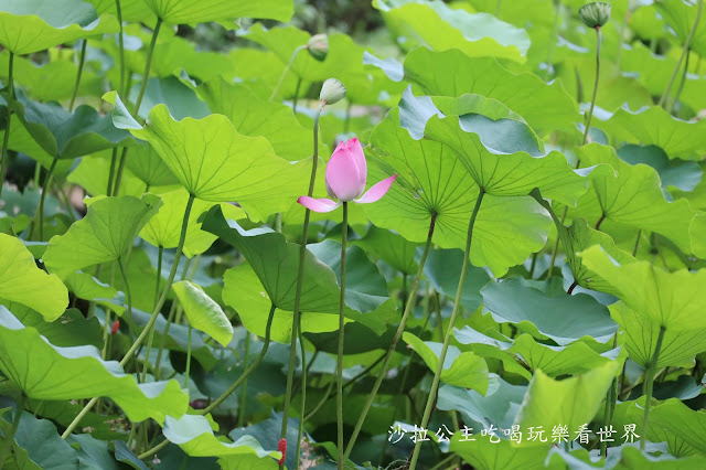 新竹竹北景點免門票『新瓦屋客家文化保存區』文青打卡景點