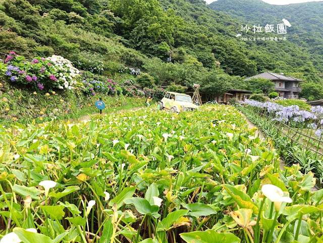 竹子湖繡球花『名陽匍休閒農莊』海芋、繡球花一起賞