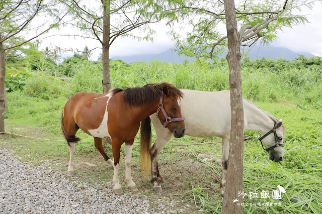 花蓮秀林景點『Pony咖啡廳』鞦韆.粉紅貨櫃屋.天空階梯.餵兔子