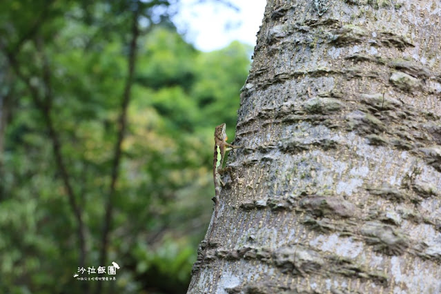 天氣好熱就是要玩水『福田園休閒農場咖啡』台北玩水秘境，近郊就可以玩水